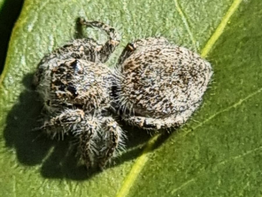 Salticidae ?  S, Philaeus chrysops, femmina -  Cameri (NO)